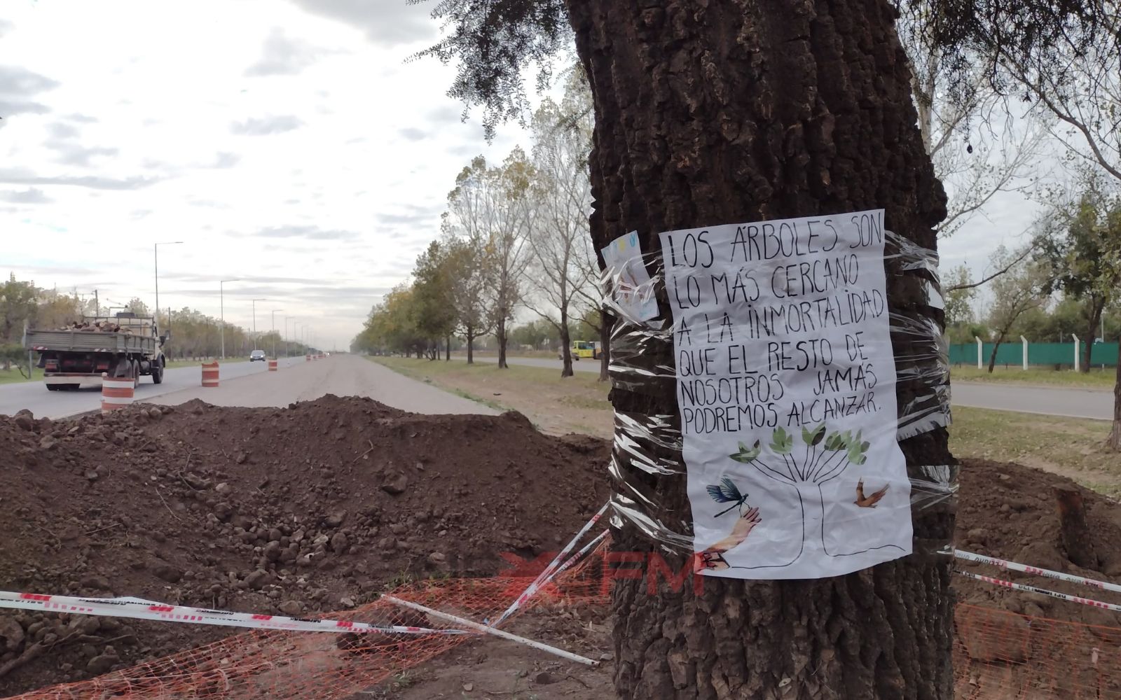 Rechazaron el amparo para proteger el quebracho de Avenida Luchesse
