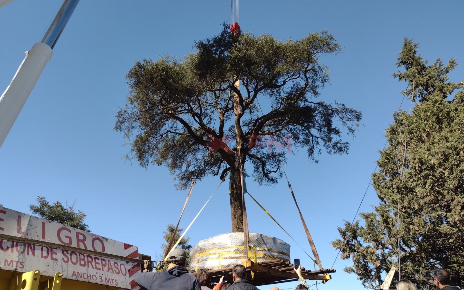 Presentaron un pedido de informe sobre los gastos del traslado del quebracho