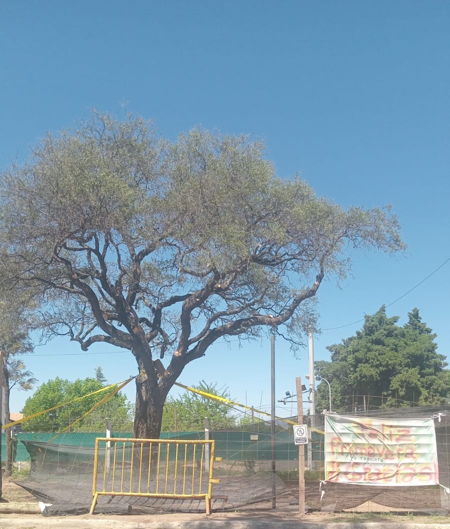 Especialistas advierten: el quebracho sigue en riesgo