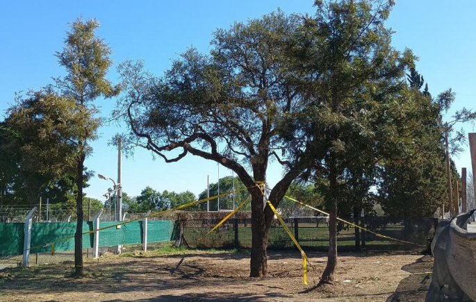 Quebracho histórico: ¿Brotes o agonía?