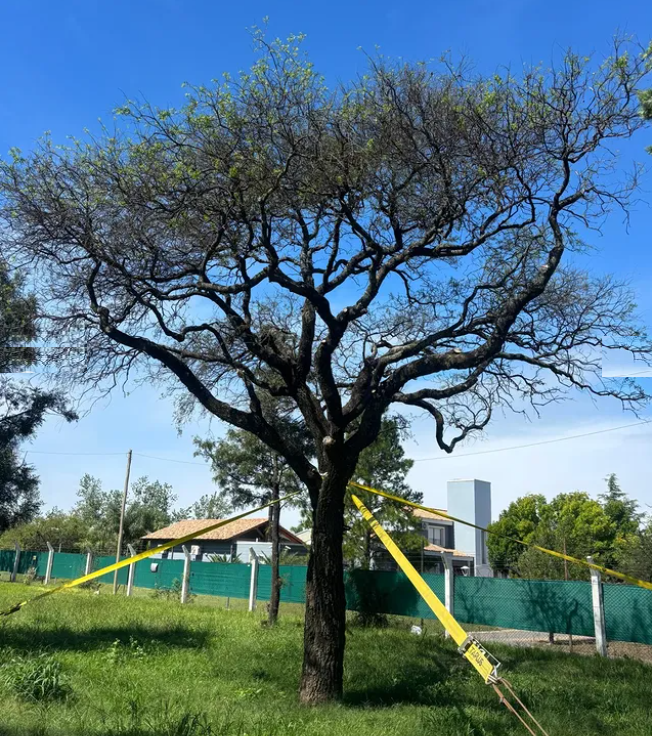 El quebracho resiste, pero su futuro es incierto