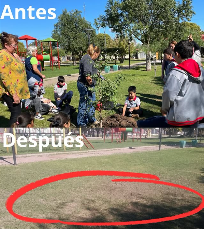 Indignación en Estación General Paz: quitaron el “Árbol de la Vida” plantado en homenaje a Malvinas